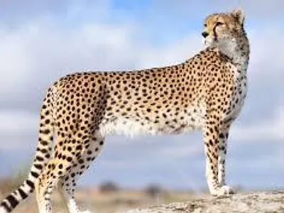 Cheetah