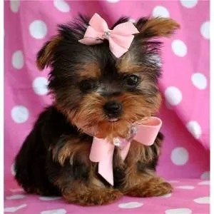yorkie