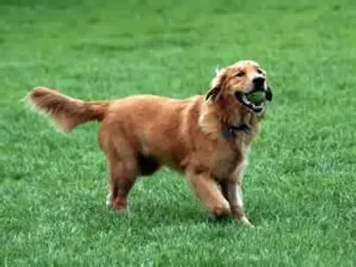 Golden Retriever