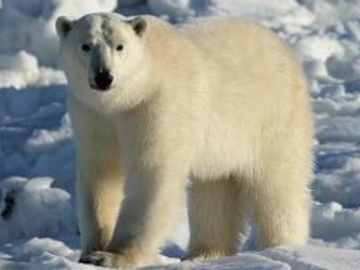 What coler is a polar bears skin?