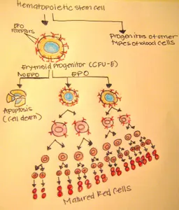 What vitamin helps to form red blood cells?