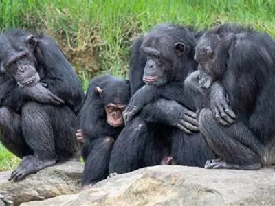 What is a group of chimpanzees called?