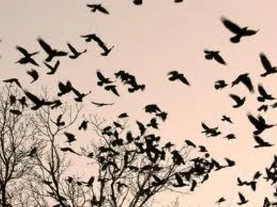 A group of crows is called a: