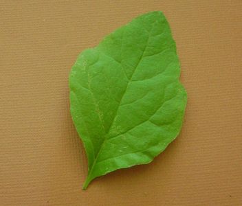 La definition d'une feuille ovoide est