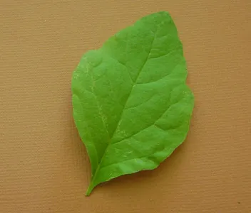 La definition d'une feuille ovoide est