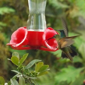 How often do hummingbirds eat?