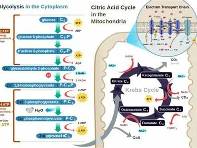 In which organelle does oxidative phosphorylation occur?