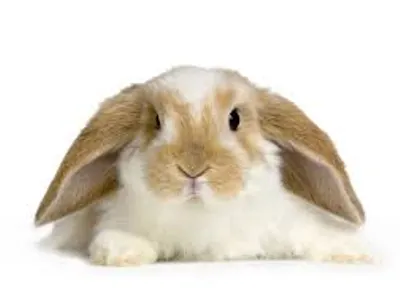 How many teeth does a rabbit have ?