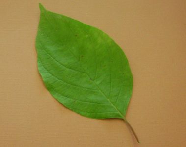 La definition d'une feuille entier est