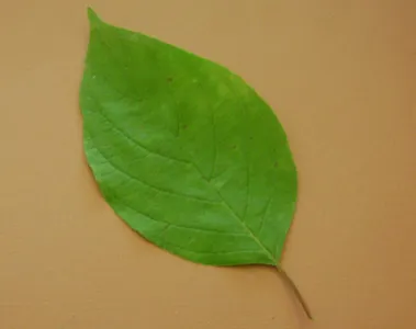 La definition d'une feuille entier est