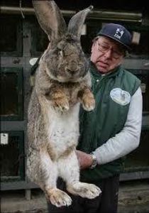 What is the largest animal in the world?
