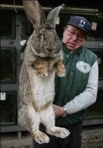What is the largest animal in the world?