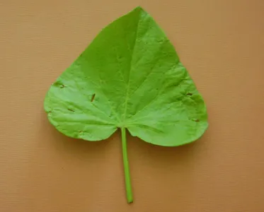 La definition d'une feuille cordee est