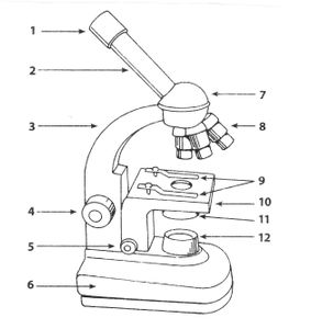 What part of the microscope is depicted by number 4 on the diagram?