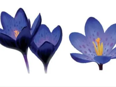 What are these flowers called?
