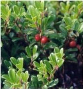 What Plant is this?
