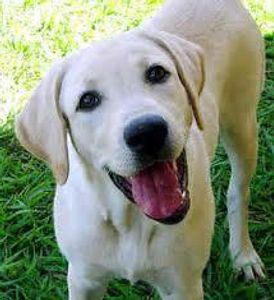 what breed is this? remeber to spell corectley ;)