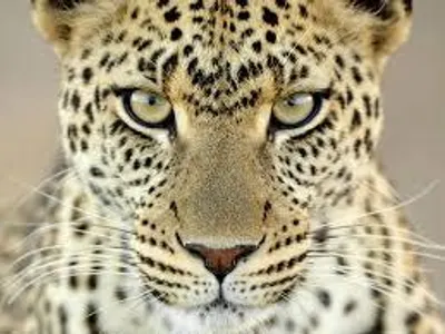 What couleur is the leopards eyes?
