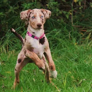 NAME THAT DOG