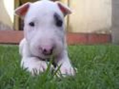 Name this dog breed...