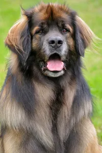 What do breed is this ( large )