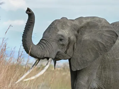 How many year(s) are elephants pregnant for?