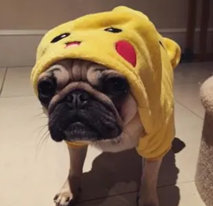 How many pugs does dan have?