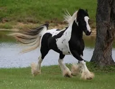 Which of these is a heavy horse?
