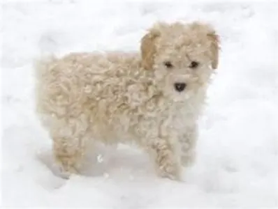 what type is this its part cocker spaniel...
