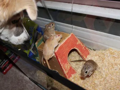 My two male gerbils had babies... what did i name them after
