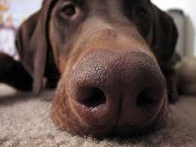 When breathing through the nose, the first area that air enters is the
