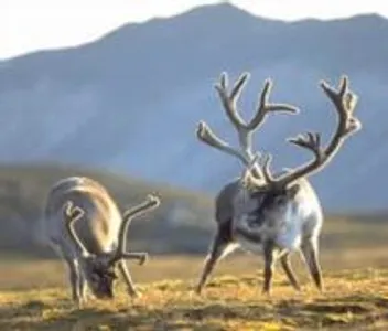 What Animal is this?