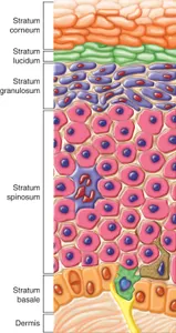 What is the primary pigment responsible for photosynthesis?