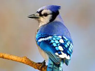 Do birds come from dinosaurs?