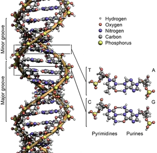 Which of the following is a nitrogenous base found in DNA?
