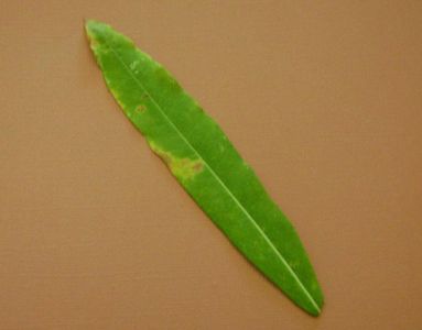 La definition d'une feuille lineaire est