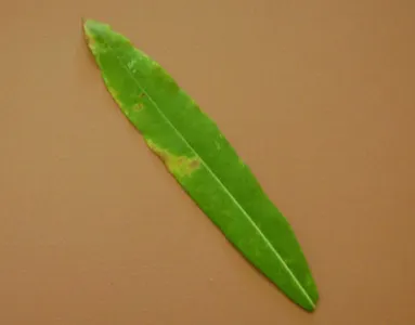 La definition d'une feuille lineaire est