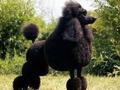 Which breed is this?