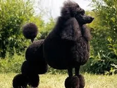 Which breed is this?