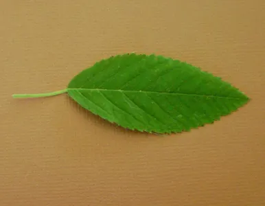 La definition d'une feuille ovale est