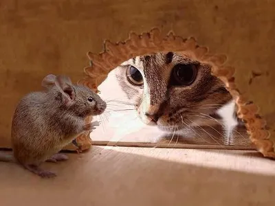 My favorite animals? (beside cats obviously LOL)