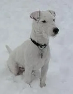 What is this type of dog?