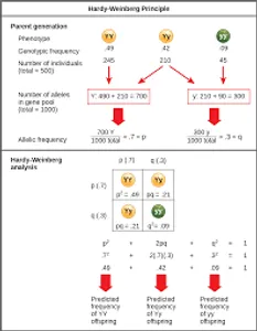 The Hardy-Weinberg principle describes what kind of population?