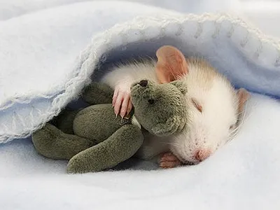 Is this cute?