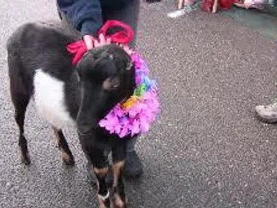 What is Prim's Goat called?