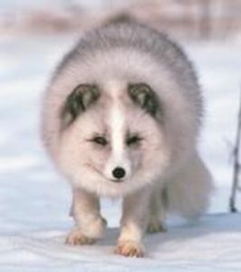 What animal is this?