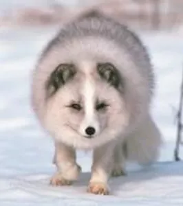 What animal is this?