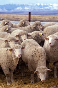 How many different kinds of sheep are there