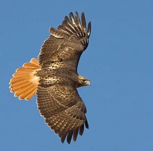what kit got taken from a hawk?