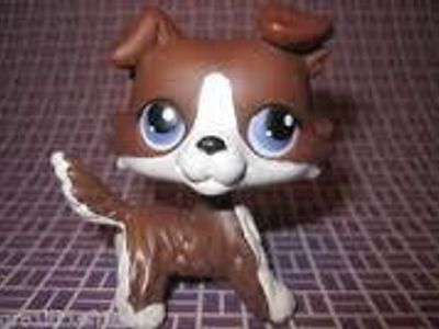 what kind of dog is this